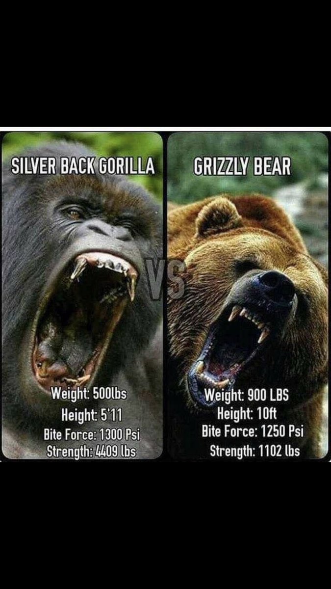 gorilla vs grizzly bear gorilla vs grizzly bear