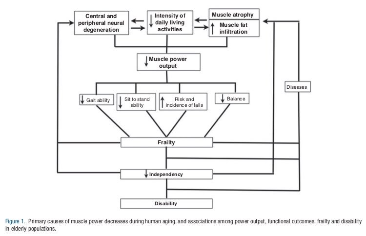 Strength4_Life's tweet photo. Muscle power training in the institutionalized frail: a new approach to counteracting functional declines and very late-life disability

#StrengthSavesLives

https://t.co/9t0E4gKiIb https://t.co/WEQTZHJFzo