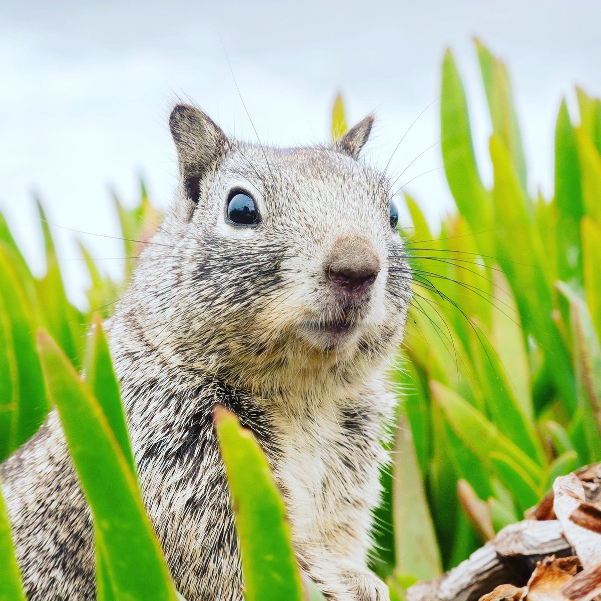 leaf_crypto's tweet image. Are you on the lookout for a greener world? Join us and be part of the change! ☘️🌿🌍 #startup #ireland #blockchain  #cryptocurrency #crypto #cryptonews #token #coin #ethereum #bitcoin #crowdfunding #environment #green #plant #leafs #squirrel #forest #success #nature