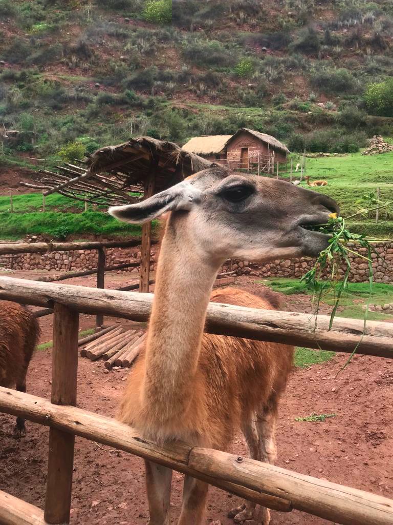 Empezamos la semana con la visita a la 'Ciudad Perdida' de Machu Picchu ¡Feliz lunes desde Perú! 🇵🇪

#MICE #viajeincentivo #incentivetrips #Perú #CiudadPerdida #MachuPicchu #eventprofs #bstevents #viajar #buildingstoriestogether @peru