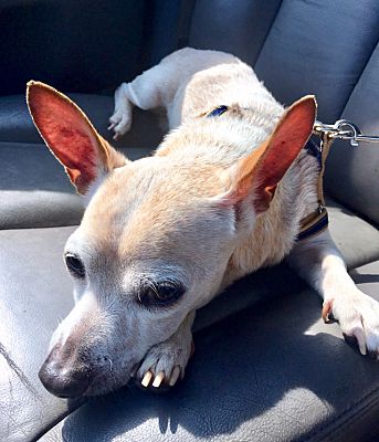 rescueofhope's tweet photo. Little Jack is still looking for his forever home. Cuddly, laid back and LOVES his humans are. To meet Jack, apply at https://t.co/950HGVJ1tL.
#AdoptJack #HeartsOfHopeDogRescue #AdoptDontShop #RescueDogsRock #UntilThereAreNone #ChangingLivesSince2011 https://t.co/32CslJHp6P