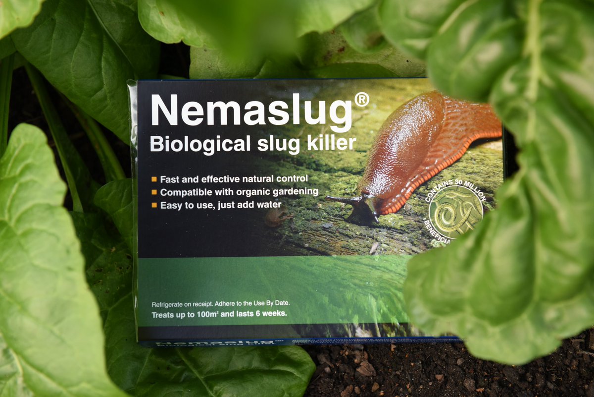 Did you know only 5% of the slug population in your garden is above ground at any one time? The other 95% are underground eating roots & breeding! Protect your garden with #nemaslug #fact #monday #slug #gardening #gardeningtips #gardenchat #gardeningbloggers