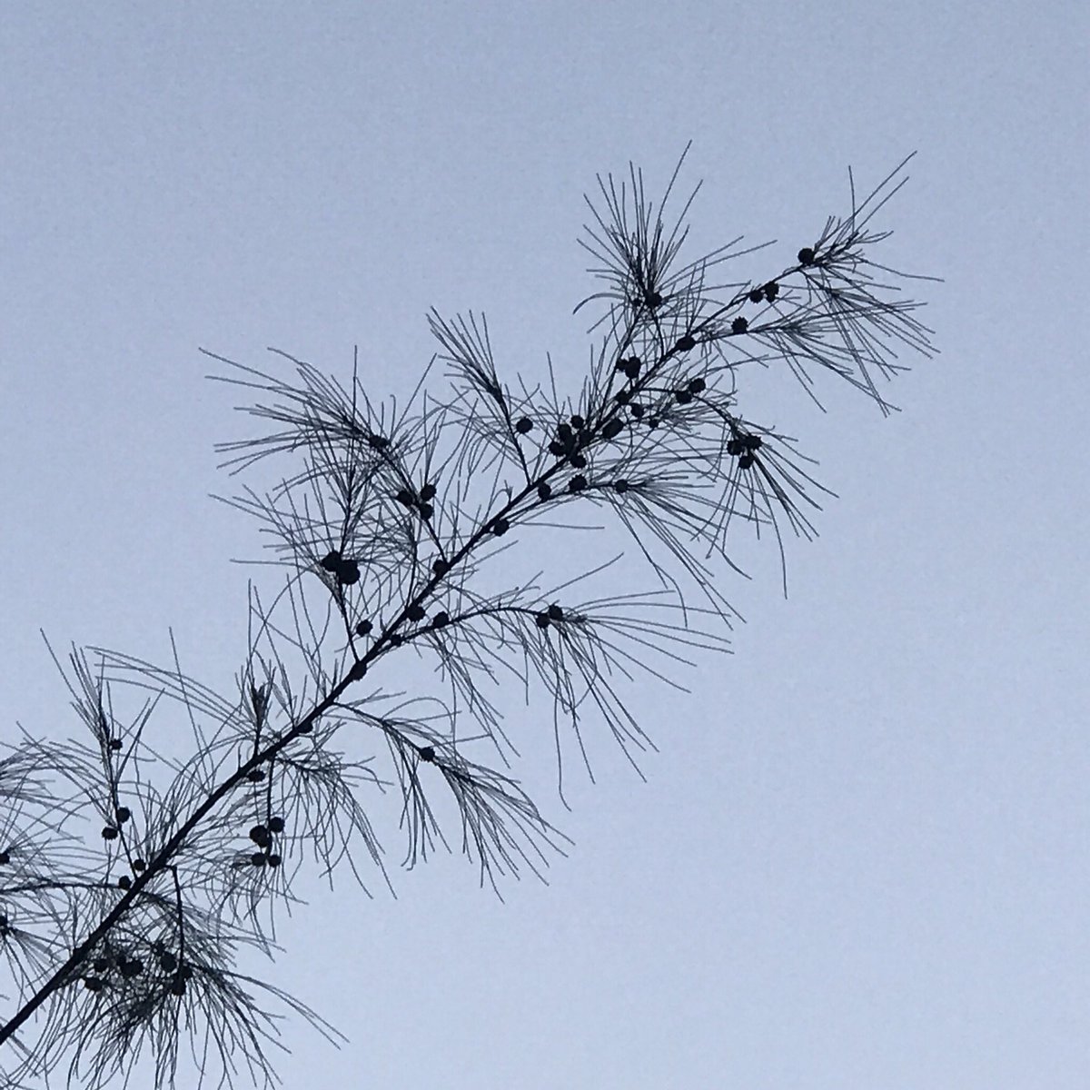 Dried branches of Casuarina equisetifolia, commonly known as Australian Pine. The name equisetifolia is derived from the Latin equisetum, meaning "horse hair" (referring to the resemblance of the drooping branchlets to horse tail)From the wilderness of  #JimCorbett