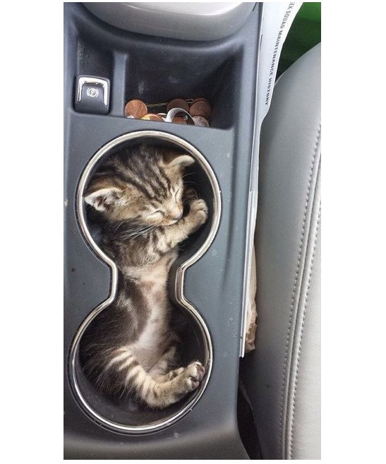 WeLoveDogsUSA's tweet photo. When I buy my next car I want to be sure it has a handy dandy Cat Holder!
#AnimalsInCars #CatsInCars #AdorableKitten #TravelingKitten
#KittenCarCompartment #CarKitten https://t.co/Wo8oFzKDrE