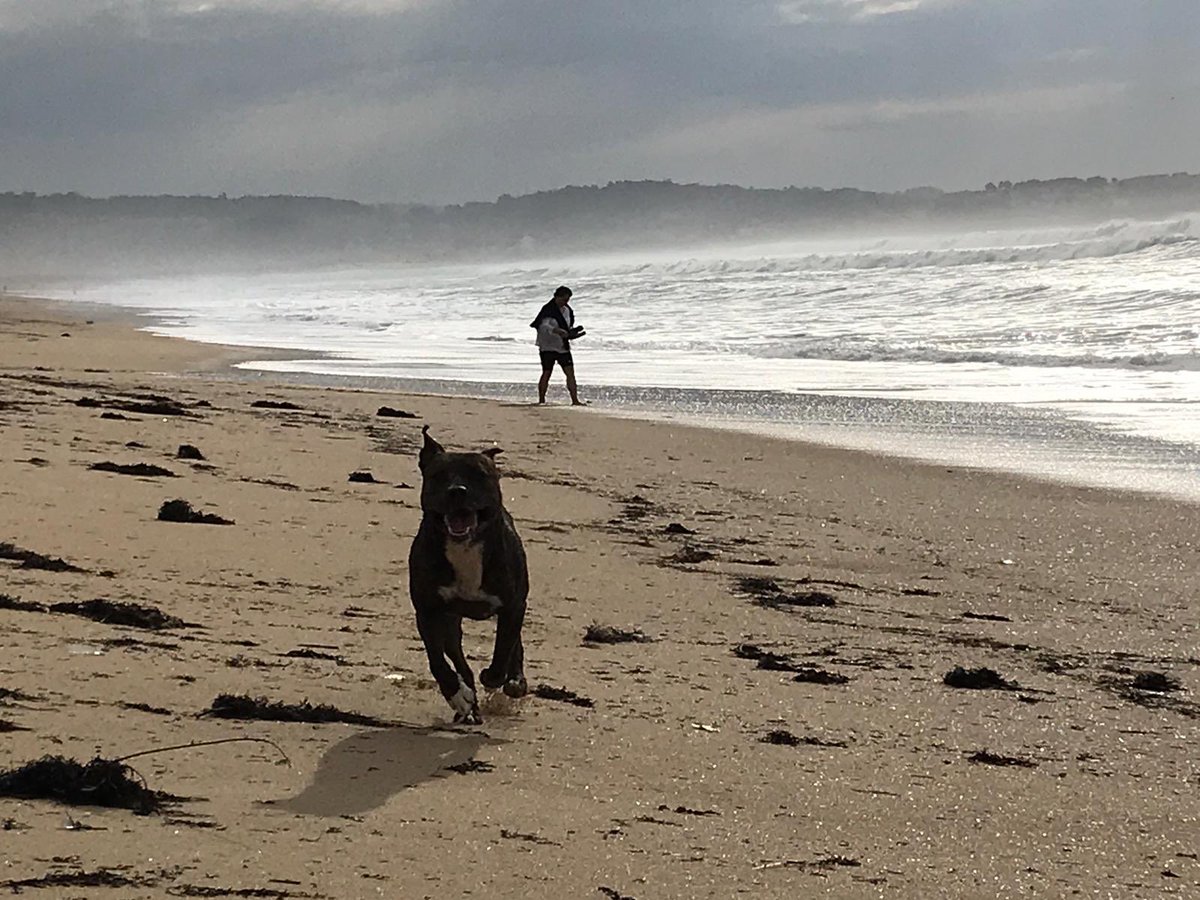 ExpressAventura's tweet photo. All of us hope they will receive us like this. 😂

#teechodemenos #nostalgia #dogs  #animales #beachlife #ALanzada #lifestyle @turisriasbaixas @GaliciaVis @Galicia_Mola @DogMappGuau @isleofdogsmovie @DogChowCo @faunusdog https://t.co/ufr8p6kjg3