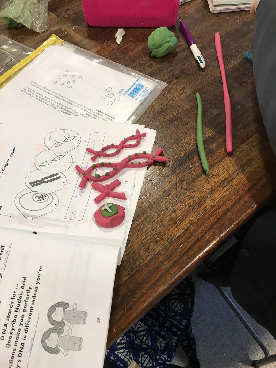 NewryHigh_Sci's tweet photo. Year 10 Students are learning about genetics and variation.  Building cells, chromosomes, DNA and genes. https://t.co/8rkrgZcyBE