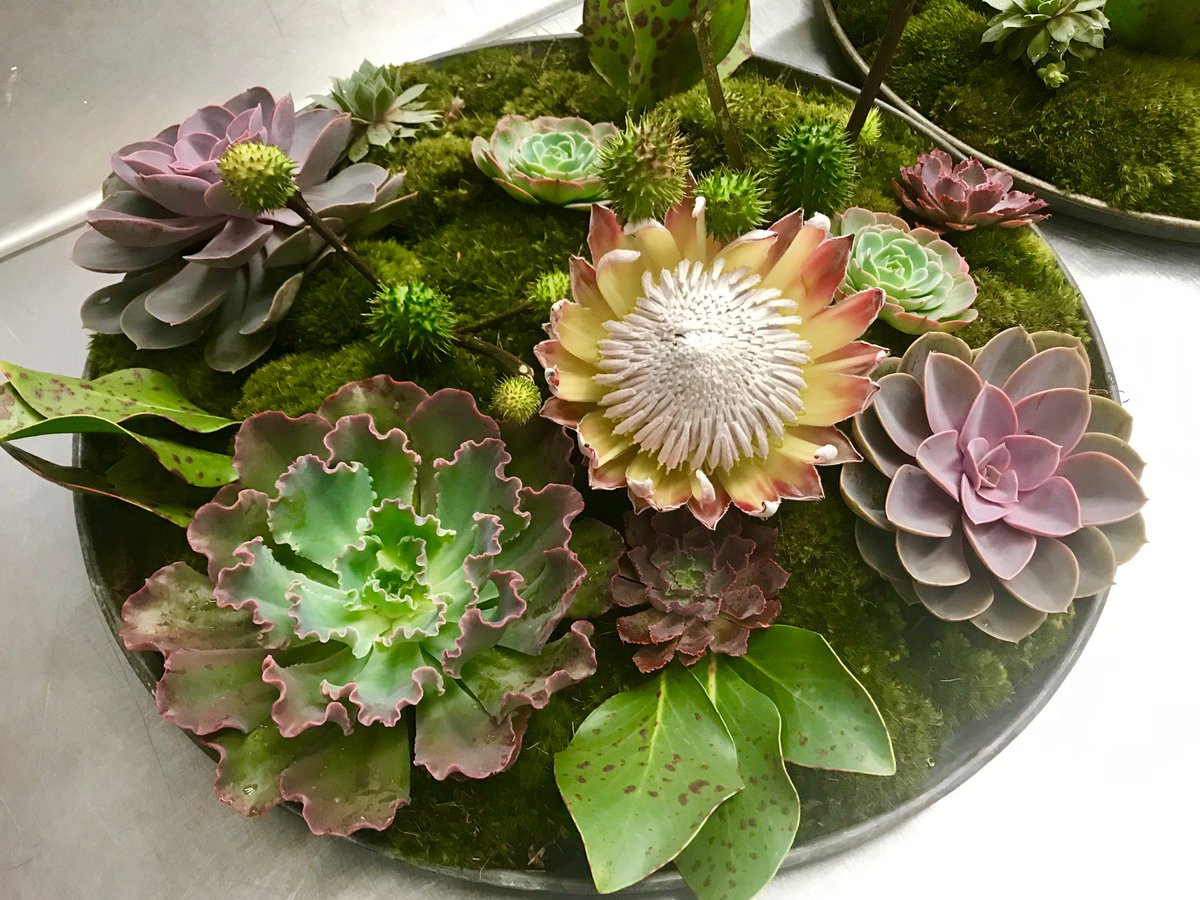 KaisEvents's tweet photo. Dinner party #centerpiece...We love using succulents and moss as Table decor. If you have moss or gravel as a base, the opportunities are endless to create a beautiful conversation piece.The plants will have a second life in my yard. #plants #florals #floraldesign #events #malibu https://t.co/fztimUXZ80