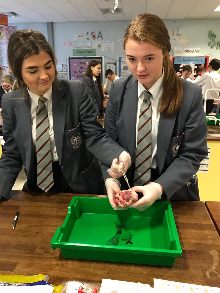NewryHigh_Sci's tweet photo. Year 12 Biology students dissecting hearts ♥️ https://t.co/q6p9hPzU5j