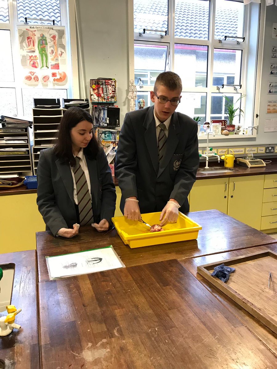 NewryHigh_Sci's tweet photo. Year 12 Biology students dissecting hearts ♥️ https://t.co/q6p9hPzU5j