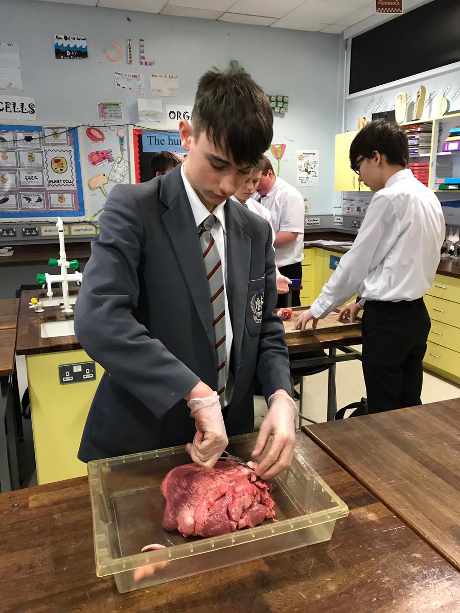 NewryHigh_Sci's tweet photo. Year 12 Biology students dissecting hearts ♥️ https://t.co/q6p9hPzU5j