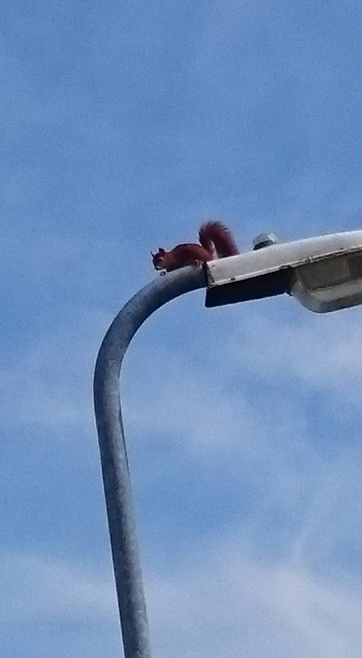 RedSquirrelsinW's tweet photo. Still one our favourite #Anglesey red squirrel pics @AngleseyScMedia @VisitAnglesey @visitbeaumaris @menaiholidays https://t.co/pSh2N1aGyR