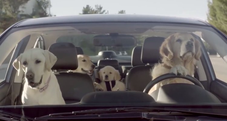 West Valley Humane tweet media