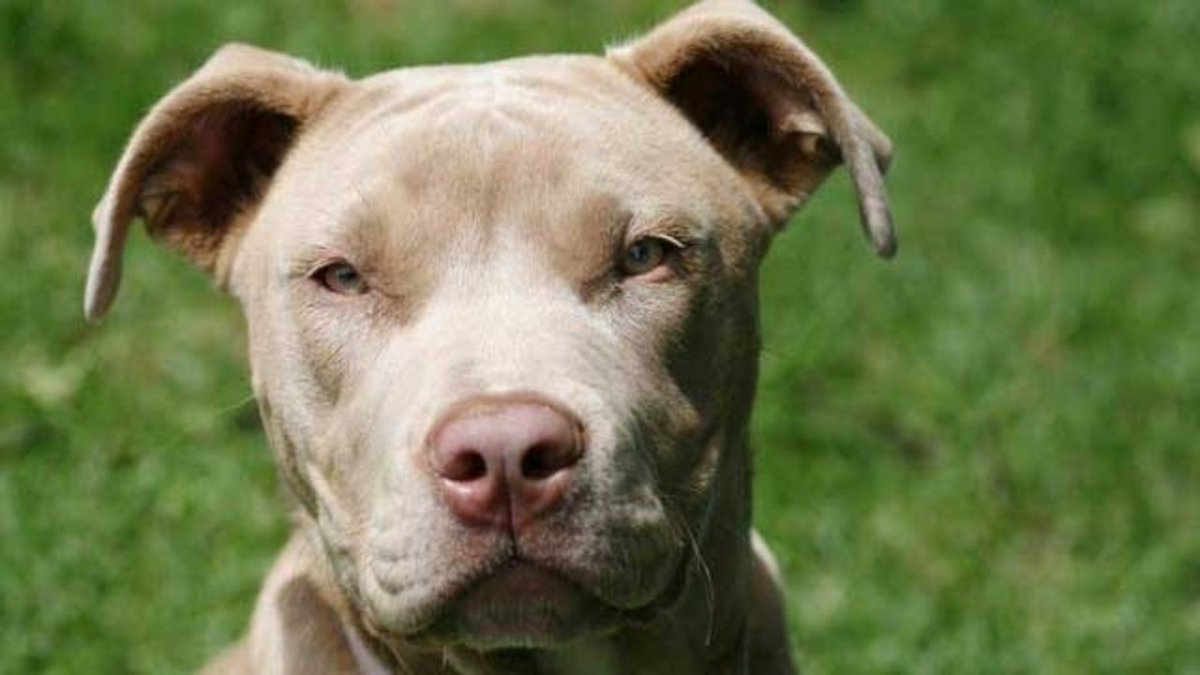 5-day-old Florida girl dies family’s pit bull got into her crib and attacked the infant. bit.ly/2Bh1qQI?utm_so… https://t.co/I6Eca5fZBN