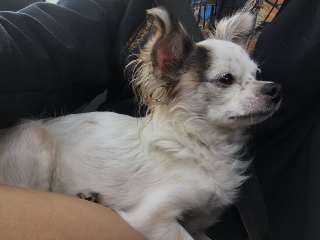 Alyssa On Twitter Found Dog Off Of Beach Malvern By The 85