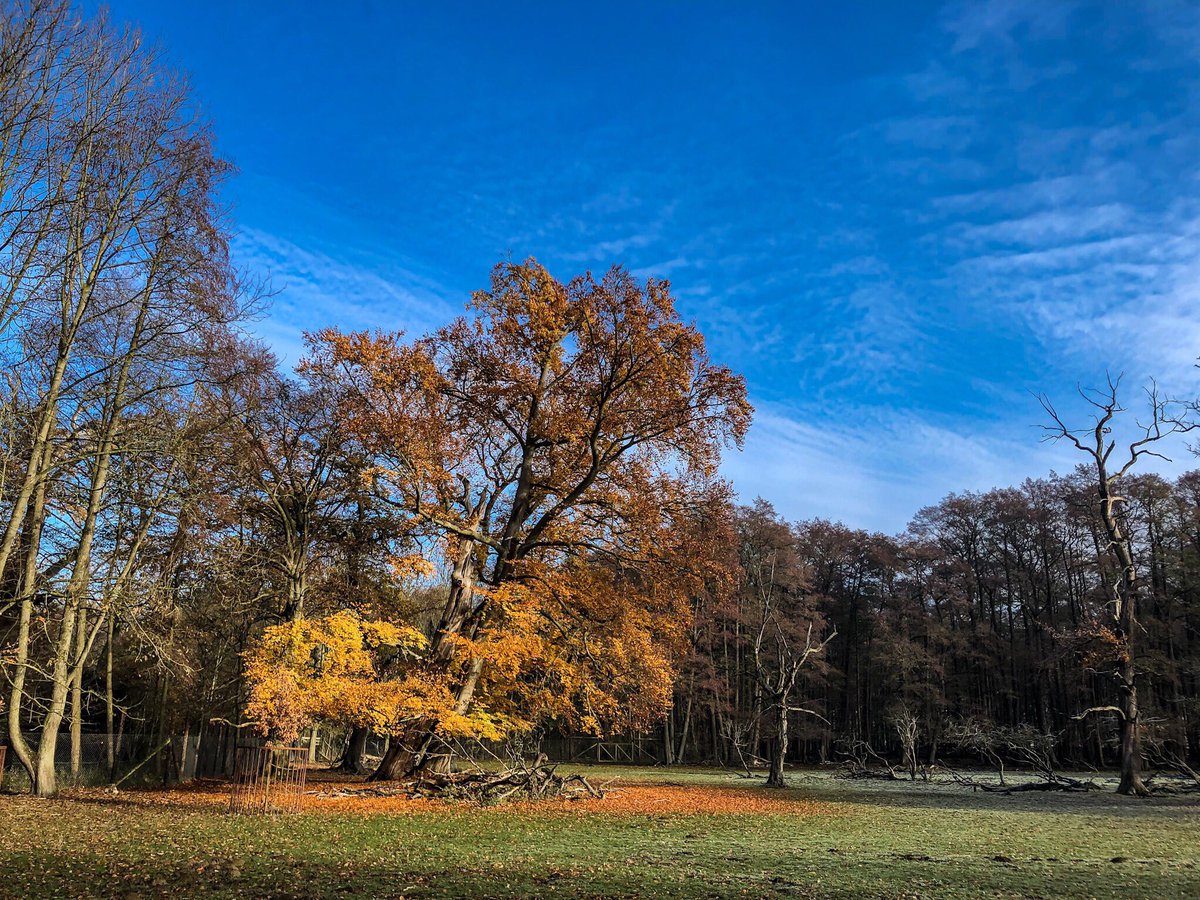 SvenGrabe's tweet image. Am Sonntag das schöne Wetter für einen Besuch im @Wisentgehege in #Springe genutzt.