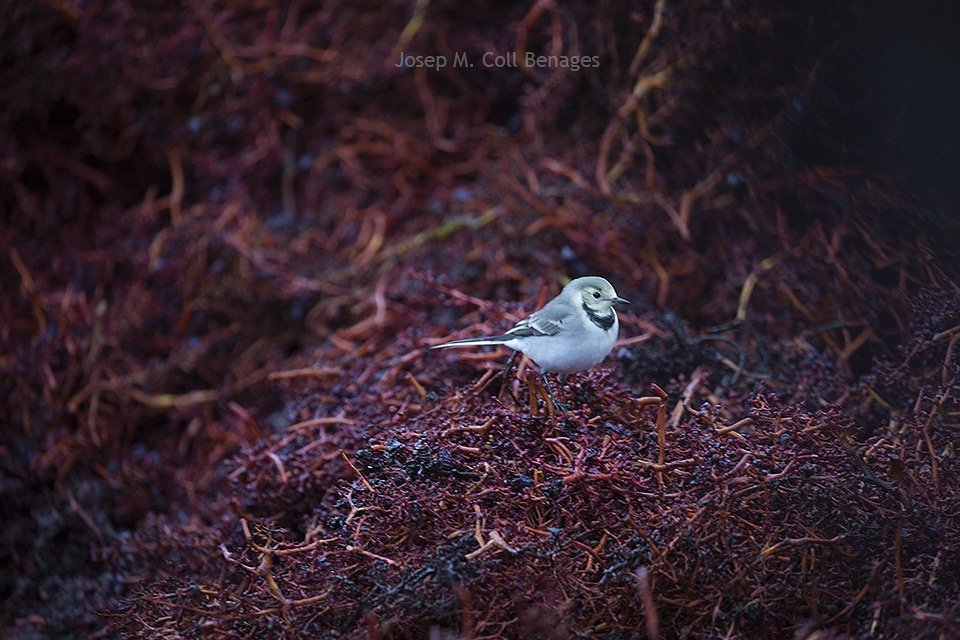 Cuereta blanca entre la rapa. Ja fa uns  quants dies que passo algunes estones llargues fotografiant entre la rapa, on els ocells i busquen una mica d'aliment. Priorat, Novembre 2018.
josepmariacollbenages.com