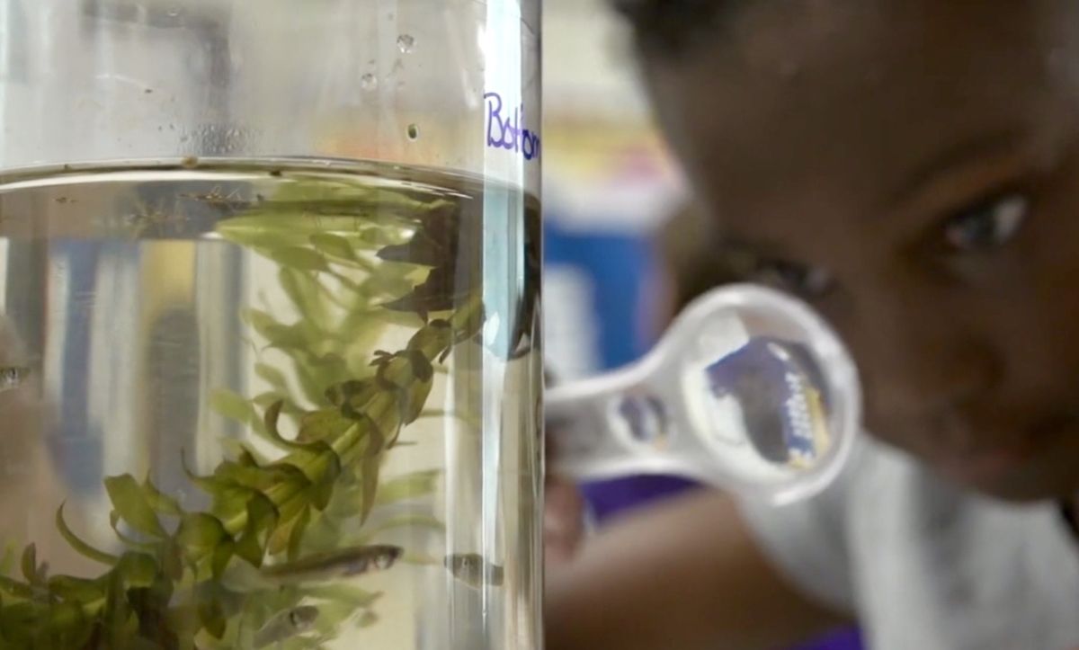 smtcenter's tweet photo. The STEM East network is a collaboration across 12 counties in eastern North Carolina. The network works to make sure students have opportunities to engage in STEM learning that connects to career opportunities and needs.
https://t.co/zENTwCGdzT #stemecosystems #stemeast #stem https://t.co/M0BFgDpzmb