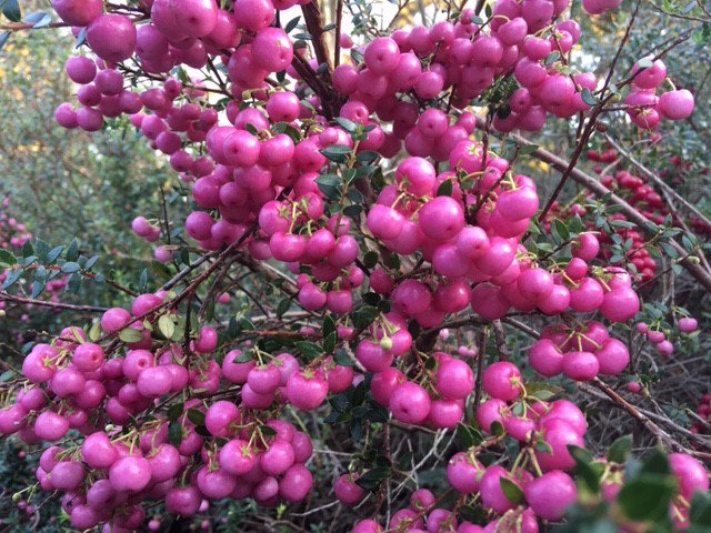 bordehillgarden's tweet photo. Gaultherias are producing lots of attractive berries this year! #pernettya #gaultheria #shrub #autumncolour https://t.co/DkWUKvDcGt
