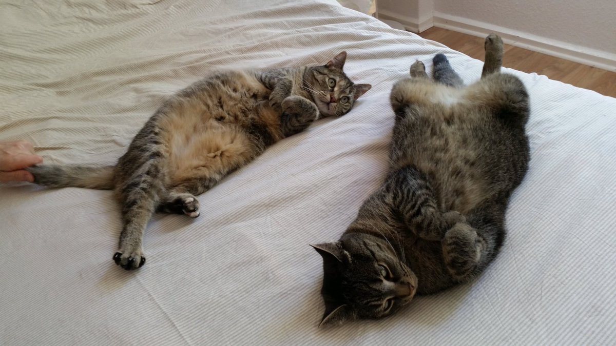 Kedilerin annesi (@sirinveboncuk) on Twitter photo 