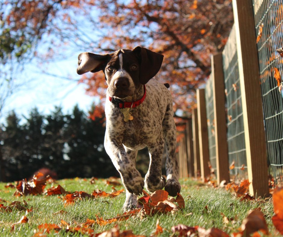 ZestyPaws's tweet image. Help your pupper stay active and healthy with Mobility Bites, filled with glucosamine, chondroitin, and MSM for optimum hip and joint health. Grab one for your furry friend for 15% off using code TWITTER15. bit.ly/2IWyX87 #zestypaws #dogjointhealth #sale