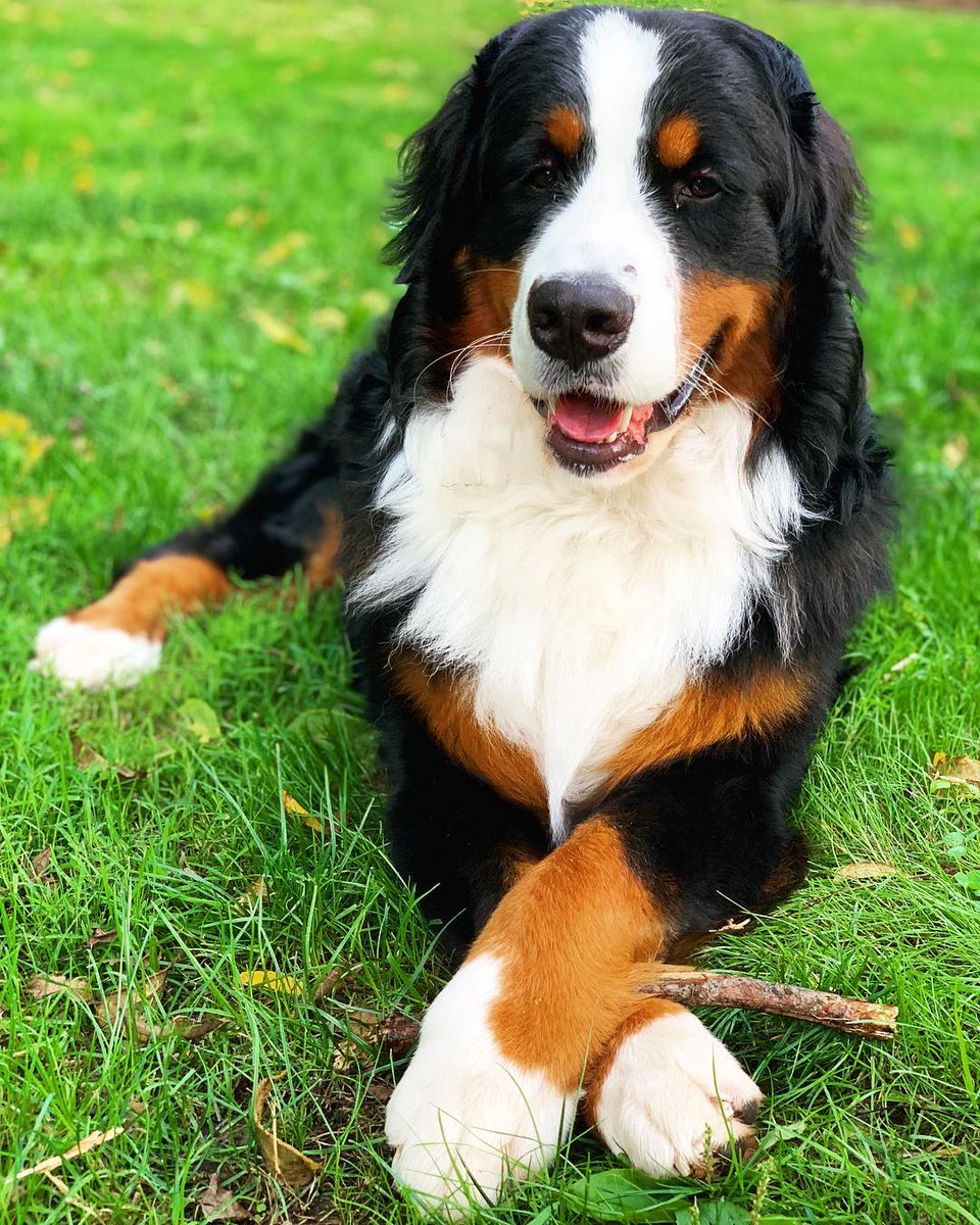 nylabone's tweet photo. Get yourself a puppy with class! #FancyPaws
๐ท: @furteddypics on Instagram
#Nylabone #teddypics #bernerstyle #bernesemountaindogpuppy #dogslife #dogsofig https://t.co/Wf32e4GHcr