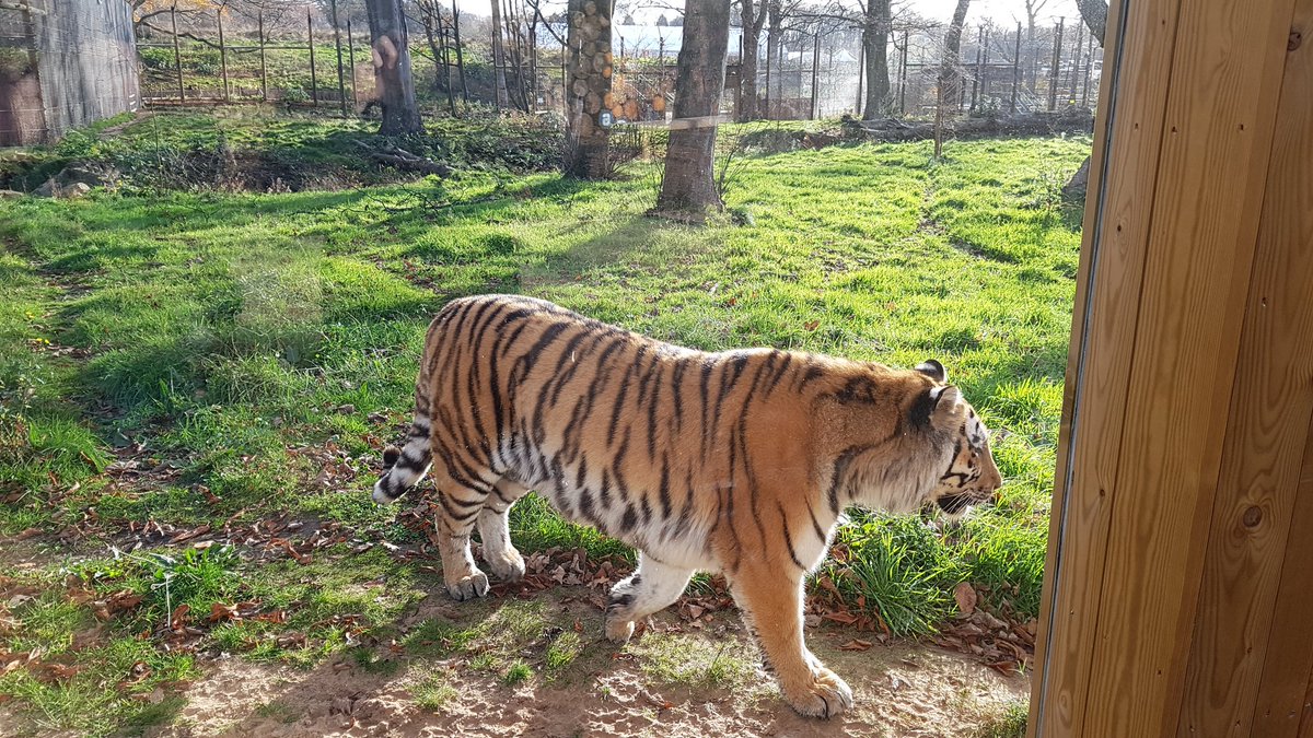 OwenMcAree's tweet photo. Spent today getting to know the big cats at @KnowsleySafari, also did some actual work about #drones and electric fences... @LJMUdrones @LJMUPress https://t.co/QNWz564uYj