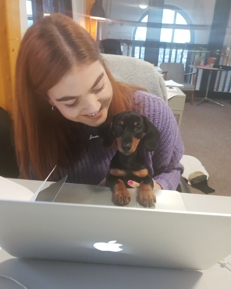 BongosBingo's tweet photo. Say hello to Frank our new Christmas Temp to help us out in the office during these busy festive months! 😍🐕 https://t.co/bfkCr6IMw3