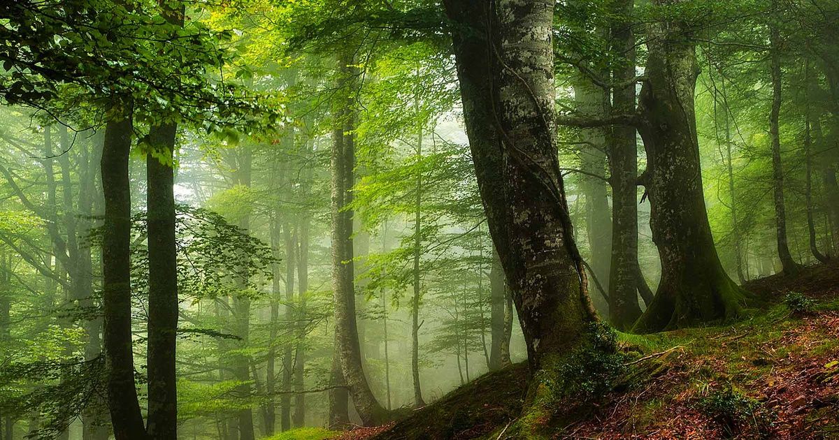 areavan's tweet image. Los mejores hayedos para disfrutar del otoño en España buff.ly/2DMICv1 vía @CNTravelerSpain