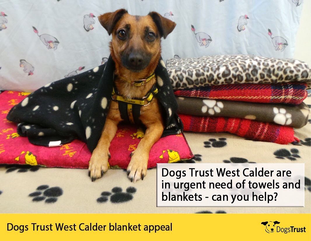 DT_WestCalder's tweet photo. Brrrr! It’s starting to get chilly outside!❄️ Like us, the dogs always appreciate extra blankets to make their bed more snuggly and toasty this time of the year. If you have any spare towels or blankets please bring them along to the centre for the dogs to enjoy.Thankyou!🐶 💕 🛌 https://t.co/cK662qPGxm