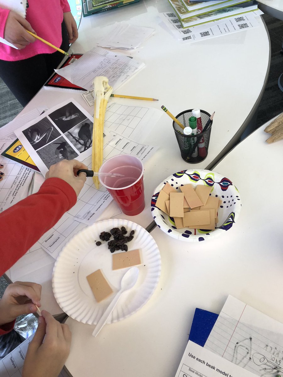 AGEPrincipal's tweet photo. Fourth graders team up with the Kansas Department of Wildlife to explore plants, animals and habitats with hands-on experiments and real world connections!  @Miss_Lamp @WSEregier @JagerTaylor @WSELibrary https://t.co/E9mK13cwek