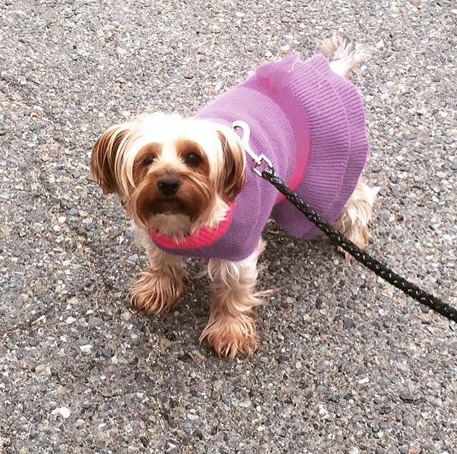 ZolaInRecovery's tweet photo. Daily #lucygeorgettenelson post! I’ve never seen a pup that loves getting dressed up as much as she does. #fancypup #yorkie #yorkies #Yorkshire #terrier #yorkshireterrier #dogsoftwitter #rescue #rescuepup #puppy #permapuppy #AdoptDontShop https://t.co/5qXn9KaX2x