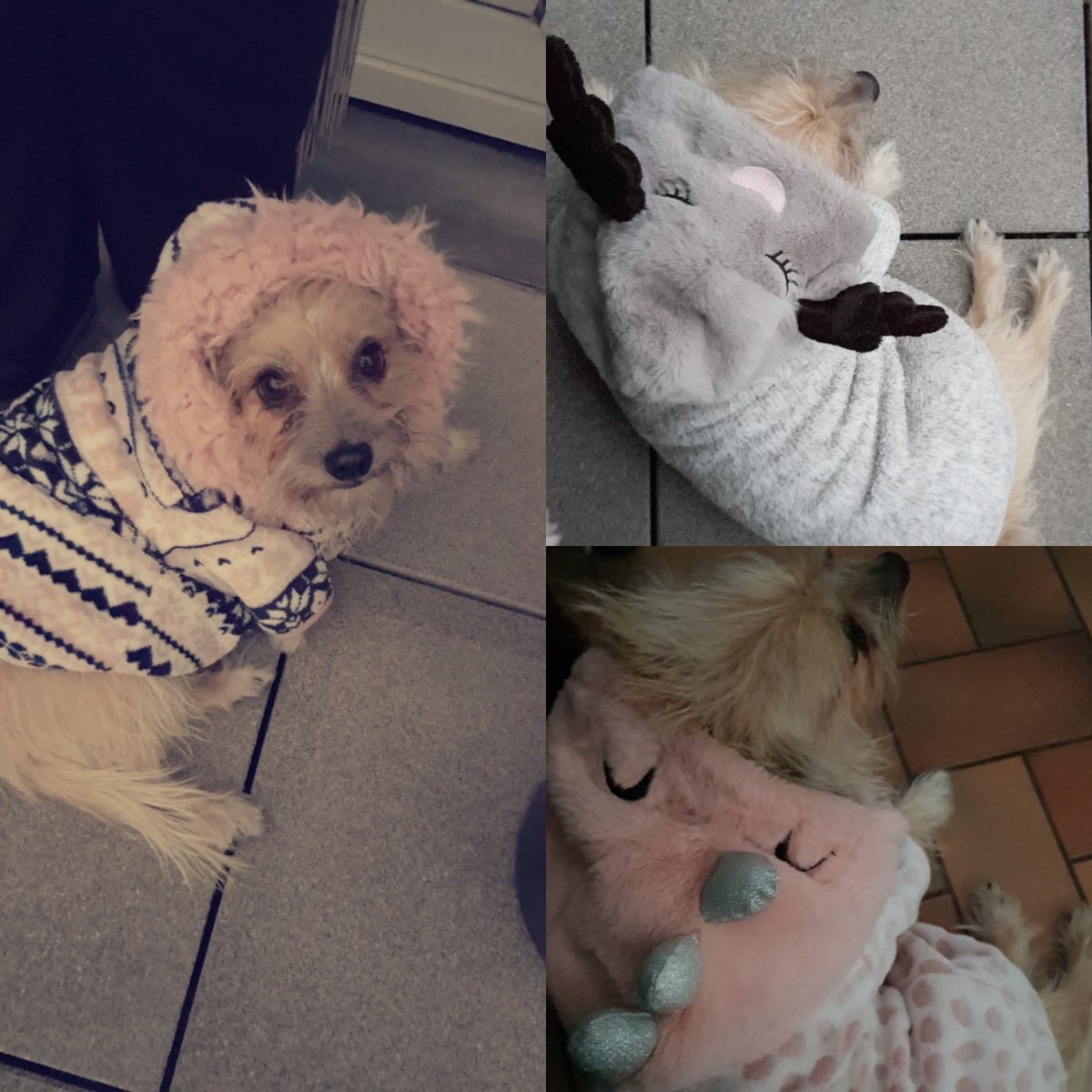 🎁 Cadeau à l'avance 🐾 #Hunkemollercosy 😍 <a href="/HastirJ/">Hastir Jennifer</a> <a href="/AntheaBiancucci/">Anthea Biancucci</a> <a href="/karin_rombaut/">Karin Rombaut</a> ❄