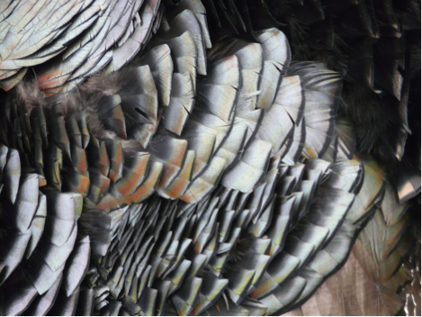 Did you know: turkey breast feathers are iridescent due to tiny, nano-sized structures within the feathers? Learn more about the science of iridescence here: qoo.ly/thc55