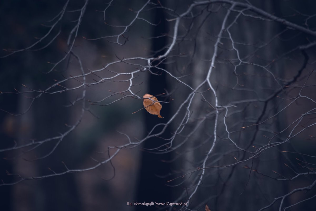 iOakville's tweet image. Lonely leaf...hanging on!

@townofoakville

#endoffall #hope #survival #lonely #strength #cling #birch #fallleaves #hiking #positive #optimist #myphoto #inspire #ignite #staypositive #faith #townofoakville #trails