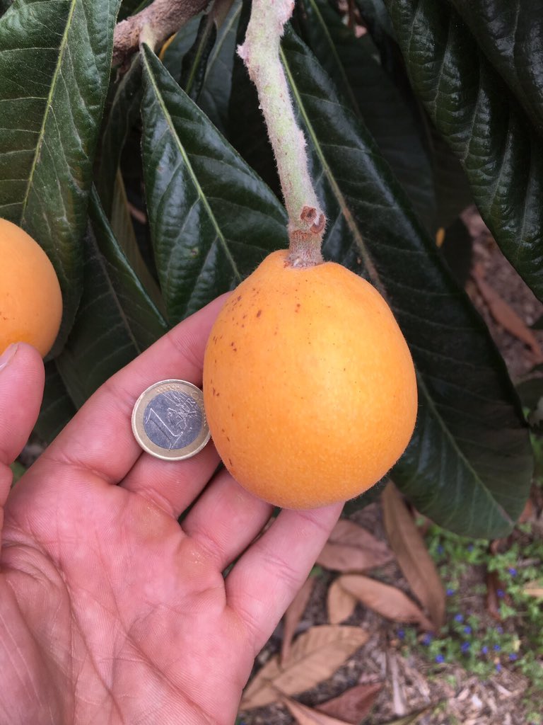 BIOGOLDEM's tweet photo. ¿Quieres saber más acerca de esta #variedad de #Nispero protegida?  
- variedad de gran tamaño
- sin manchas 
- temprano 

¿Estás buscando una variedad de Nispero exclusiva? 

Nosotros tenemos la variedad que buscas 

#BiogoldEM #cultivo #fruta #sabor #finca https://t.co/RTgKwDJcgT