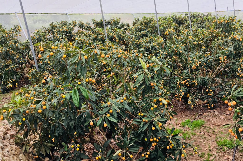 BIOGOLDEM's tweet photo. ¿Quieres saber más acerca de esta #variedad de #Nispero protegida?  
- variedad de gran tamaño
- sin manchas 
- temprano 

¿Estás buscando una variedad de Nispero exclusiva? 

Nosotros tenemos la variedad que buscas 

#BiogoldEM #cultivo #fruta #sabor #finca https://t.co/RTgKwDJcgT