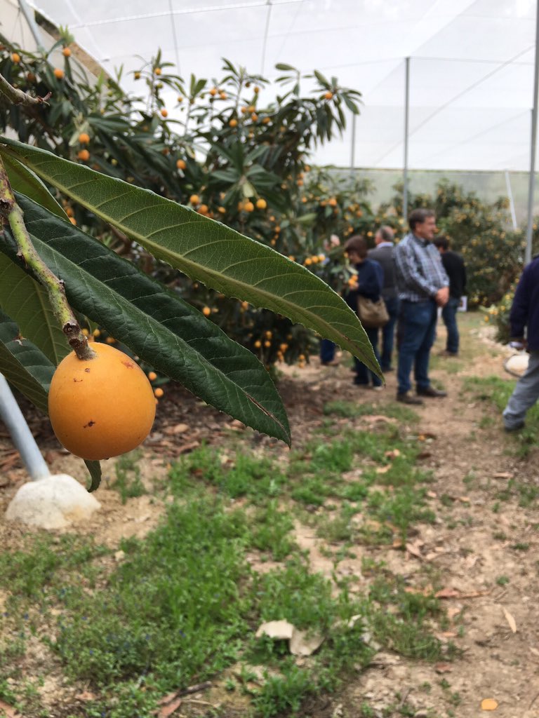 BIOGOLDEM's tweet photo. ¿Quieres saber más acerca de esta #variedad de #Nispero protegida?  
- variedad de gran tamaño
- sin manchas 
- temprano 

¿Estás buscando una variedad de Nispero exclusiva? 

Nosotros tenemos la variedad que buscas 

#BiogoldEM #cultivo #fruta #sabor #finca https://t.co/RTgKwDJcgT