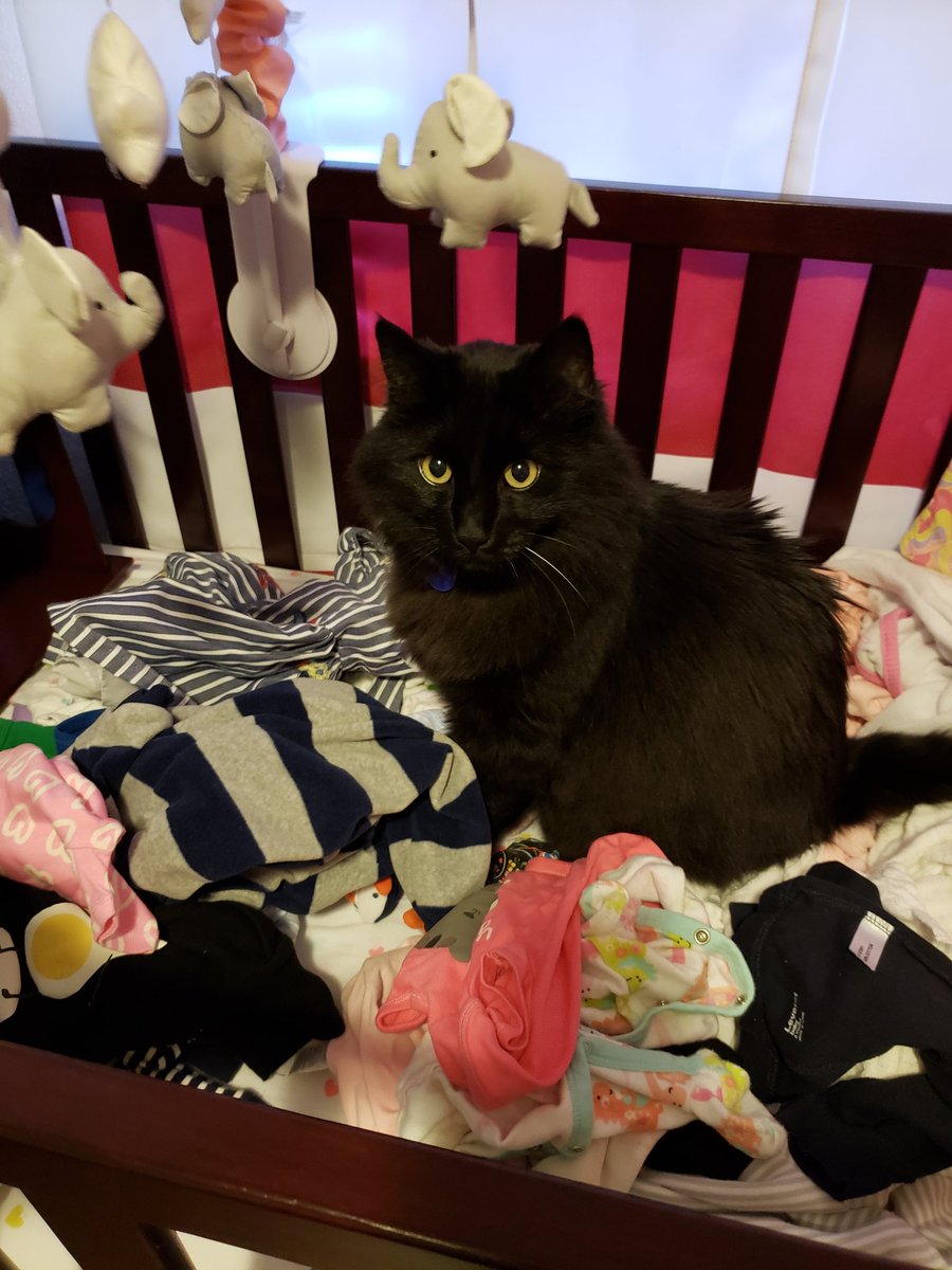 tracykww's tweet photo. @hitRECordJoe Helping put away baby laundry. https://t.co/KJNhuVlDTT
