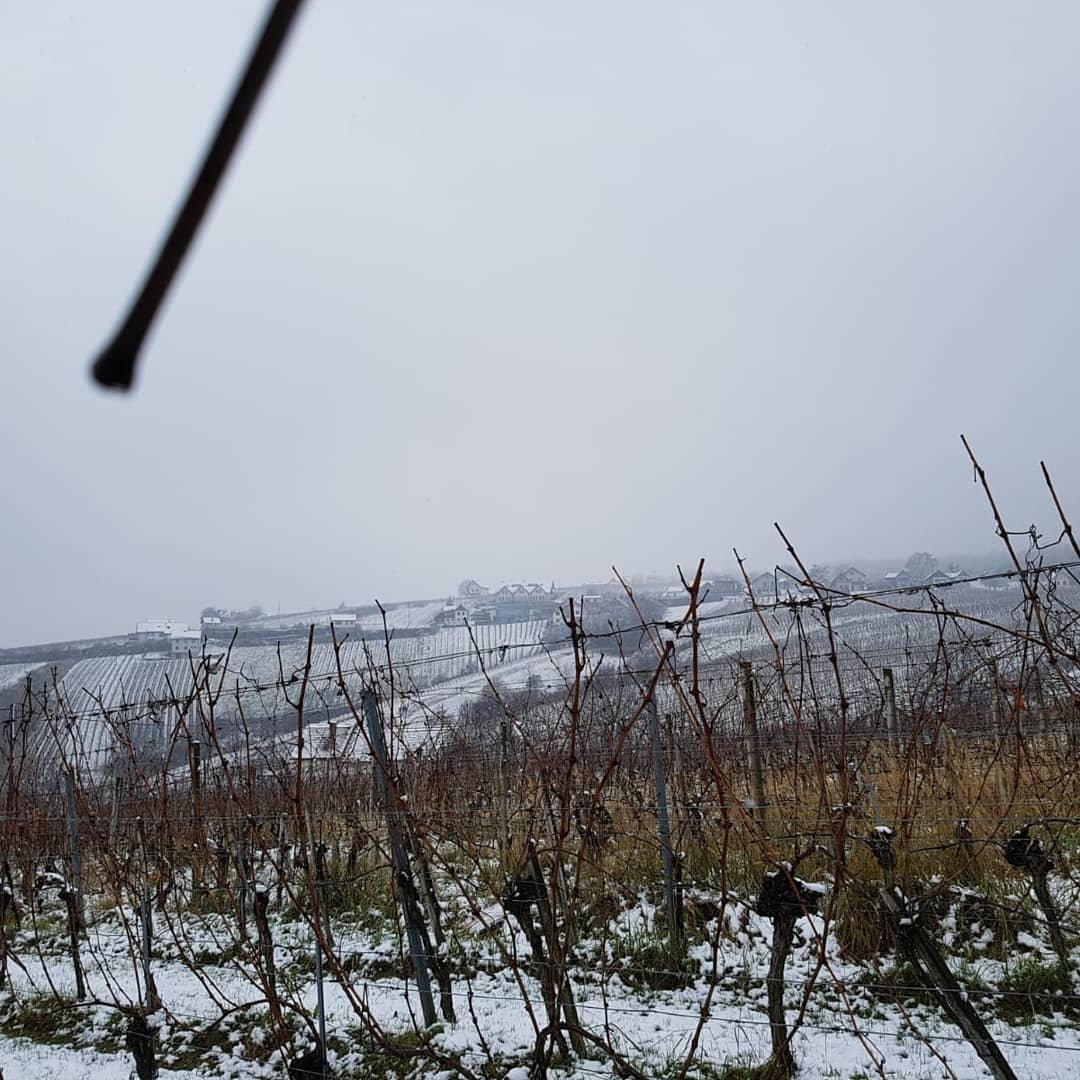 GroszerWein's tweet photo. WINTER ARRIVED IN THE VINEYARDS. Today our vineyards in #Kulm and at #Eisenberg were slightly snow-covered for the first time this winter. https://t.co/gznJphaHW6