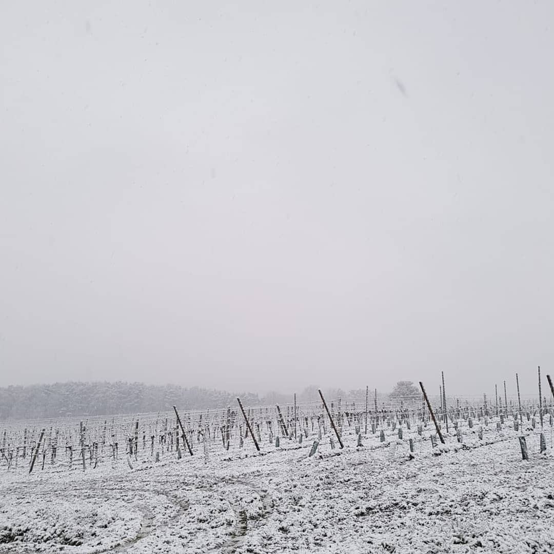 GroszerWein's tweet photo. WINTER ARRIVED IN THE VINEYARDS. Today our vineyards in #Kulm and at #Eisenberg were slightly snow-covered for the first time this winter. https://t.co/gznJphaHW6