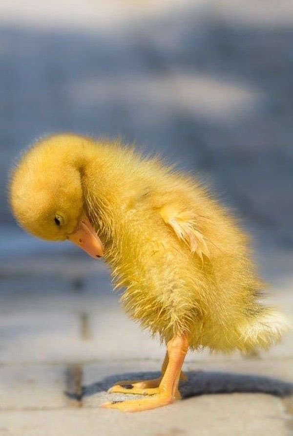 ducksoftheday's tweet photo. Monday mood https://t.co/uret72MpQ6