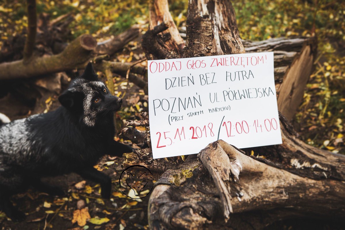 FerdynandTheFox's tweet photo. If you live in Poznań and want to show your support, you can come and be a part of #FurFreeDay this Sunday 🦊 ! Other cities are organising their events too! 🐾 In the following days we'll be giving you more lovely photos which you can share too! Photo: Olka Knotz https://t.co/514SJQ4MZq