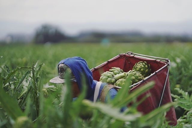 Mag1Productions's tweet photo. Couple more days of #hardwork before a 4 weekend! Looking back on the year. We produced a mini Doc about Artichokes. You can find it on https://t.co/i4yVmfq2VF  I think these farmers are some of the hardest workers in the world! #thanksgiving .
.
.
.
#… https://t.co/t8oimmvsDg https://t.co/SKwsCwOHft