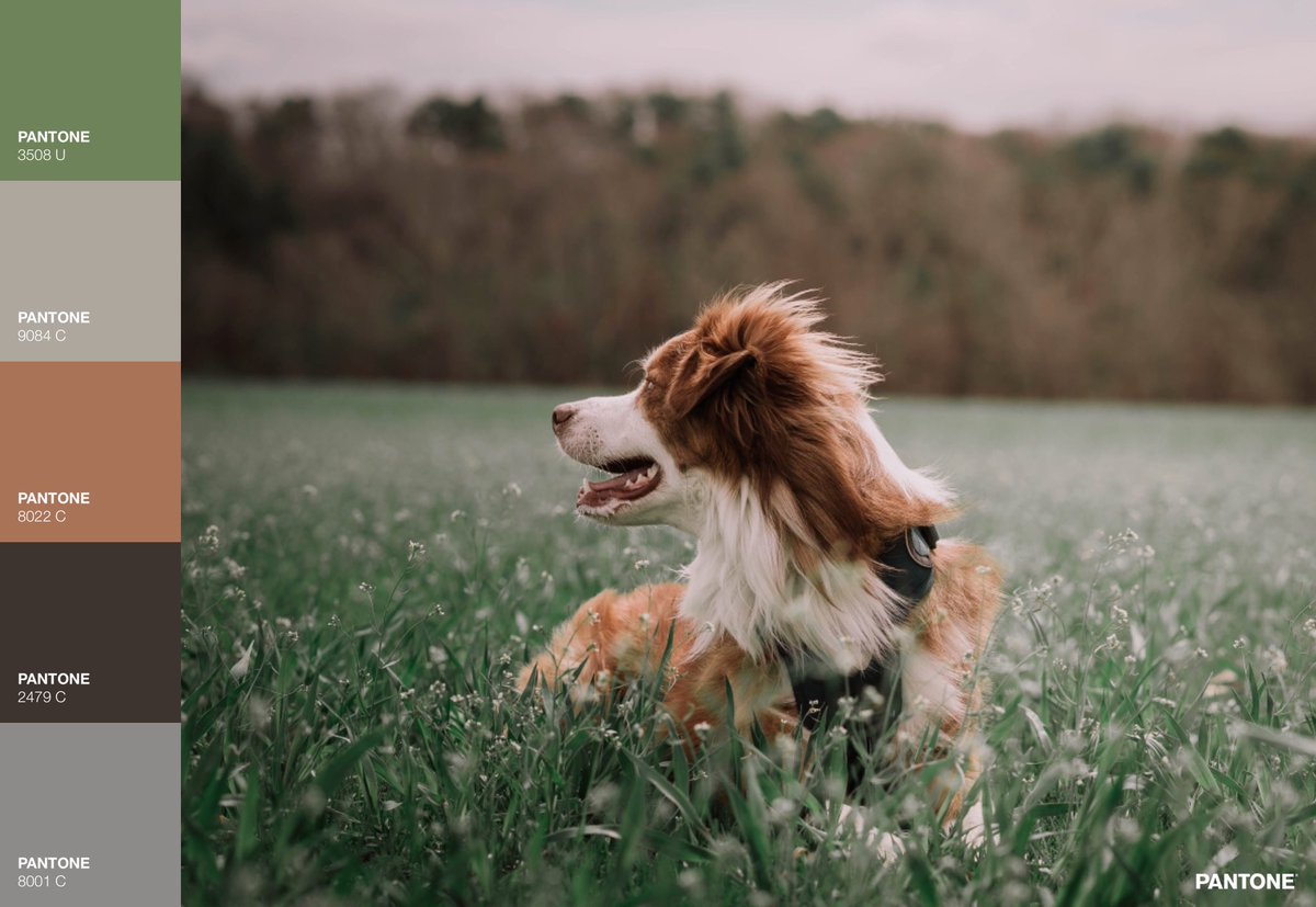 tonyvonarte's tweet photo. #PuptoneChallenge #PantoneChallenge  have to show some love to my puppy. @aminah_mck https://t.co/F3lUQEGOcO