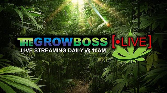 Check out our interview with <a href="/thegrowboss/">Grow Boss</a> on <a href="/YouTube/">YouTube</a> youtube.com/watch?v=t_M4vD… #thegrowboss #youtube #interview •
•
•
•
•
#OMMF #ommfarm #olympicmountainmanfarm #WAgrown #benzofarms #pnwstoners #pnw #washingtonstoners #weed #cannabis #mmj #successful… ift.tt/2OUoYOG