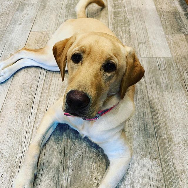 We are thankful for Miss Piper and all the other furry employees we have here at Odor Universe. What are you thankful for this year? ift.tt/2S2QL1A