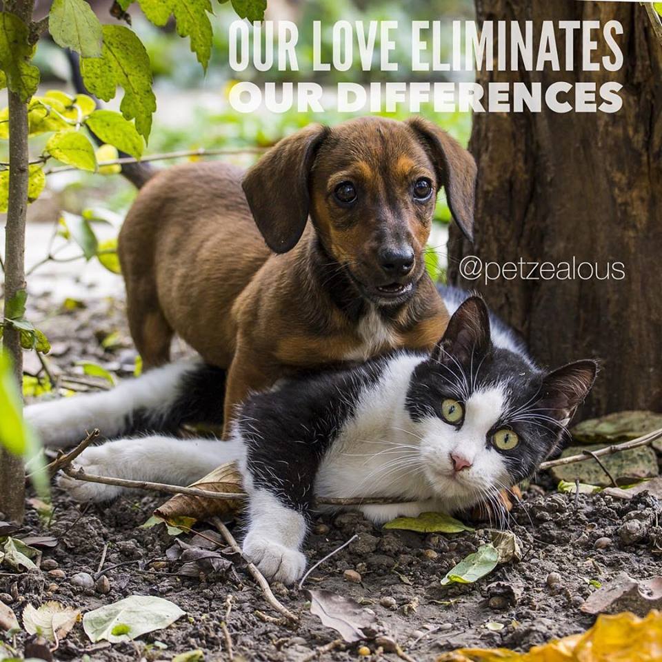 A beautiful example of how our #pets (#dog, #cat, and so on) show us love can eliminate our differences.