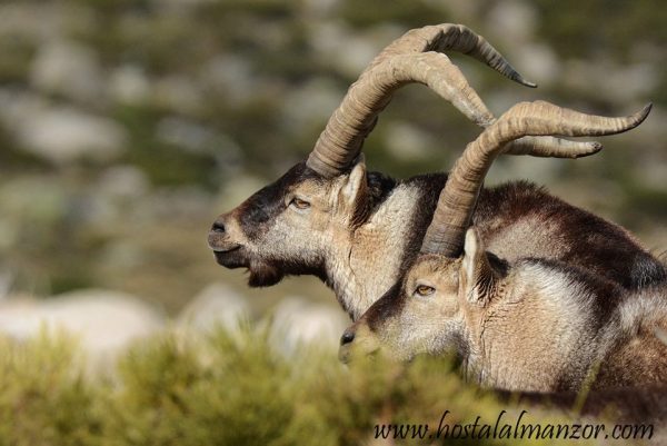 thebirdshotel's tweet photo. Bailando con cabras. Siempre merece la pena acercarse al cielo en Gredos. https://t.co/KnUyFCnCsr #Gredos https://t.co/ZlOp1tEra3