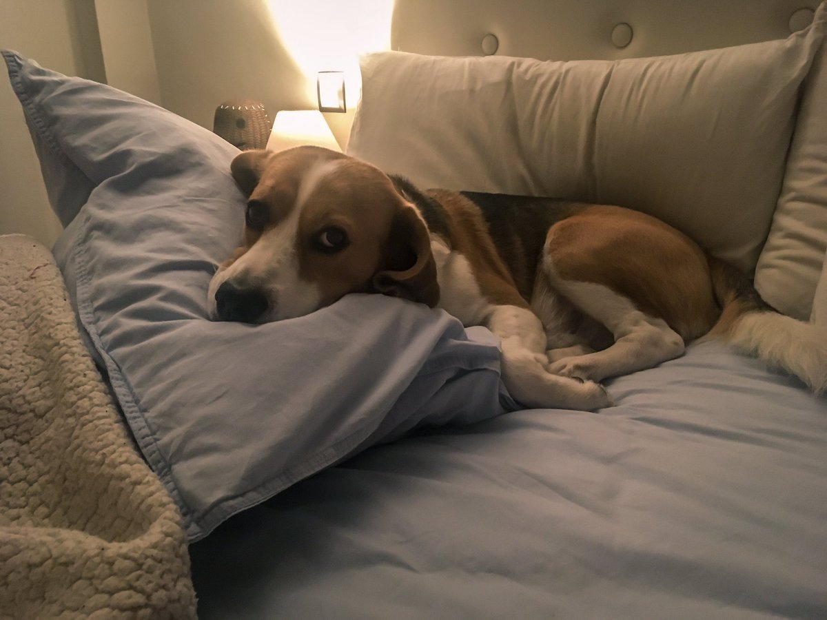 Dobbyelbeagle's tweet photo. Alguien se conoce los mejores rincones de casa donde estar de relax 😂

#dobby #dobbyelbeagle #beagle #beaglemania #beagleworld #beaglegram #beagleofinstagram #petagram #dogofinstagram #perrosdeinstagram #doglover #beaglelover #petlover #cutedog #dogoftheday #relax #homesweethome https://t.co/GpJn2LcweV