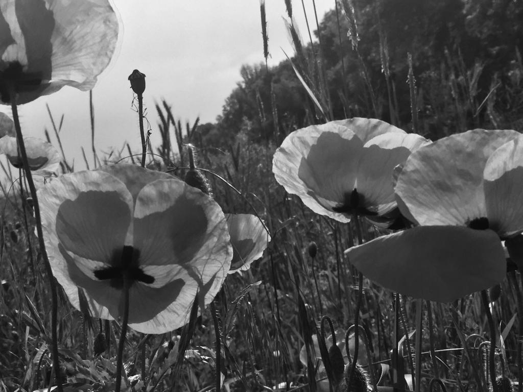 SusanneRidder's tweet photo. #blackandwhitechallenge  
day 2⃣/7⃣
🗓️ 7 days
📸 7 pictures
⛔️ no people
⛔️ no text

Wanna join @NikHesler ? https://t.co/FH0jU7vCpO